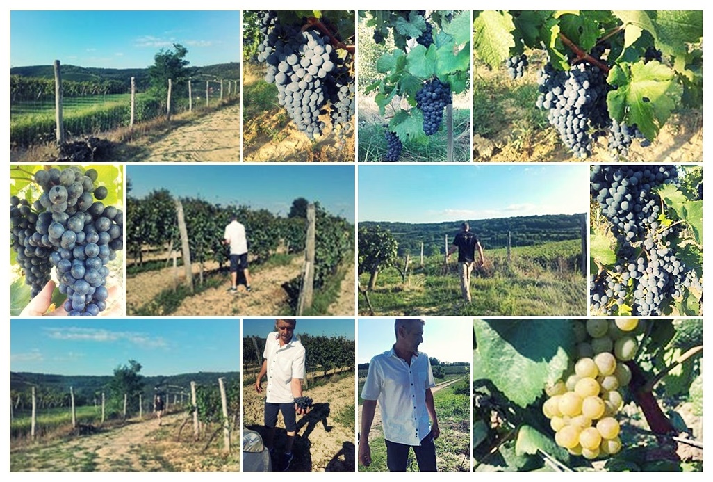 Közeleg a Sárosdi szüretek ideje